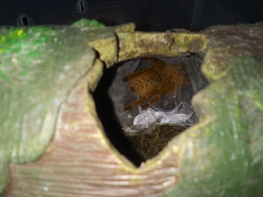 Tropical Fish Store «Fishy Business», reviews and photos, 911 E Church St, Lexington, TN 38351, USA