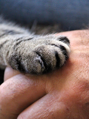 Harmony Animal à Masevaux-Niederbruck