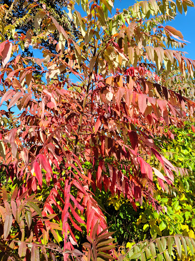 Bird Watching Area «Coffee Creek Watershed Preserve», reviews and photos, 2401 Village Point, Chesterton, IN 46304, USA