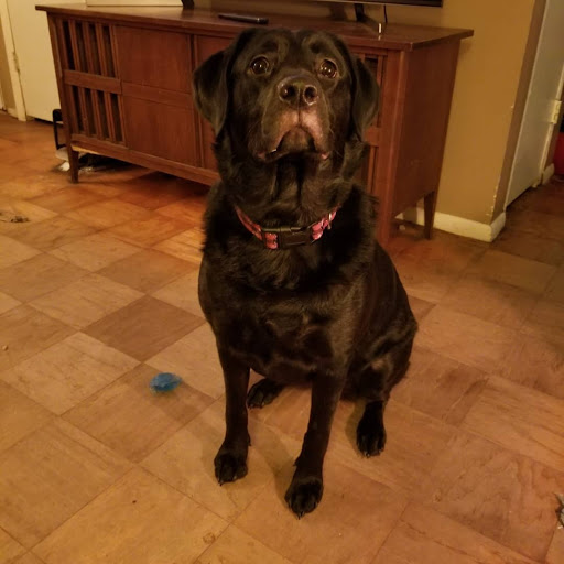 Pet Supply Store «3 Dogs and a Chick», reviews and photos, 130 Miracle Strip Pkwy SE, Fort Walton Beach, FL 32548, USA