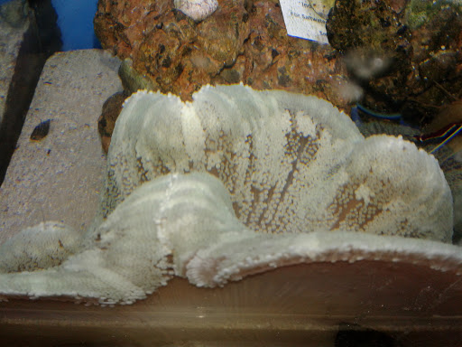 Pet Supply Store «Petco Animal Supplies», reviews and photos, 5975 20th St, Vero Beach, FL 32966, USA