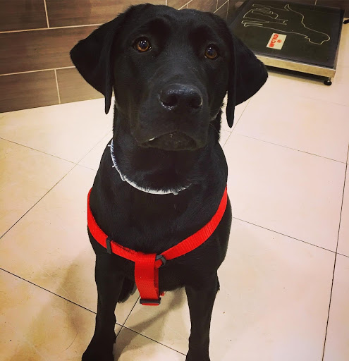 Evet Clínica Veterinaria en Valencia