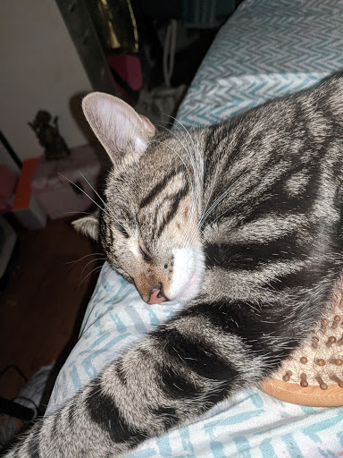 Pet Supply Store «H3 Pet Supply», reviews and photos, 475 Hawley Ln, Stratford, CT 06614, USA