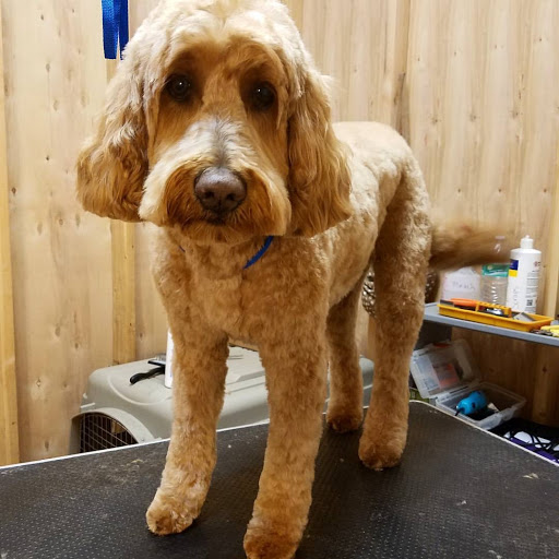 Pet Groomer «Spoiled Petz Pet Store and Grooming», reviews and photos, 12030 Donner Pass Rd #1, Truckee, CA 96161, USA