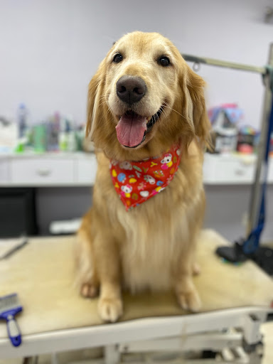 Pet Groomer «Mario`s Pet Grooming & Boutique», reviews and photos, 708 SE 17th St, Fort Lauderdale, FL 33316, USA