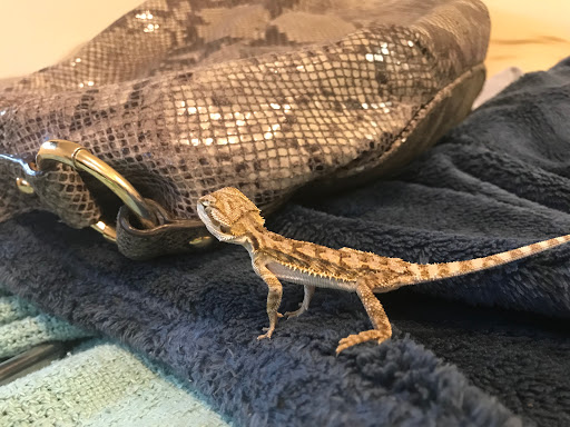 Pet Supply Store «PetSmart», reviews and photos, 20 W University Pkwy, Orem, UT 84058, USA