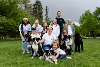 Four Dog Paws - Car repair in Denver, CO, Denver - Rated 5.0/5