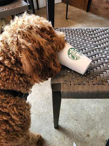 Coffee Shop «Starbucks», reviews and photos, 9560 Harding Ave, Surfside, FL 33154, USA