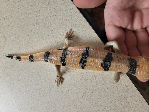 Reptile Store «Reptile Pets Direct», reviews and photos, 8088 Pat Booker Rd, Live Oak, TX 78233, USA