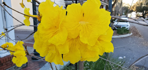 Restaurant «Pisces Rising», reviews and photos, 239 W 4th Ave, Mt Dora, FL 32757, USA