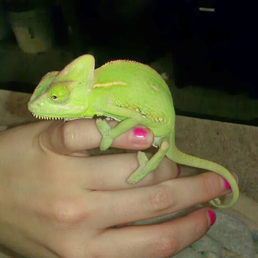 Pet Store «Gills And Thrills Pet Shop», reviews and photos, 204 E 8th St, Lockport, IL 60441, USA