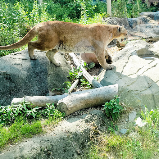 Zoo «Stone Zoo», reviews and photos, 149 Pond St, Stoneham, MA 02180, USA