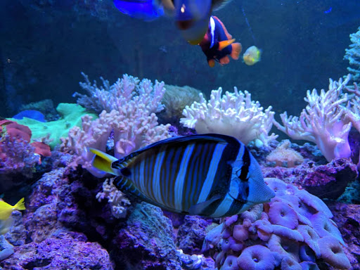 Fish Store «The Reef Room LLC», reviews and photos, 1a Lyliston Ln, Newport News, VA 23601, USA