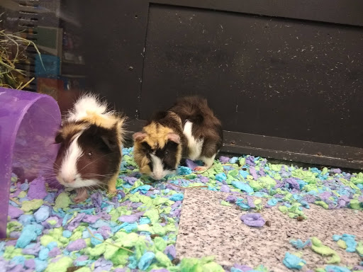 Pet Supply Store «PetSmart», reviews and photos, 9970 Sowder Village Square, Manassas, VA 20109, USA