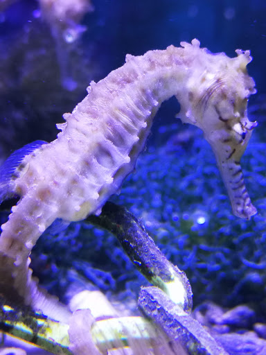 Marinescape Aquarium