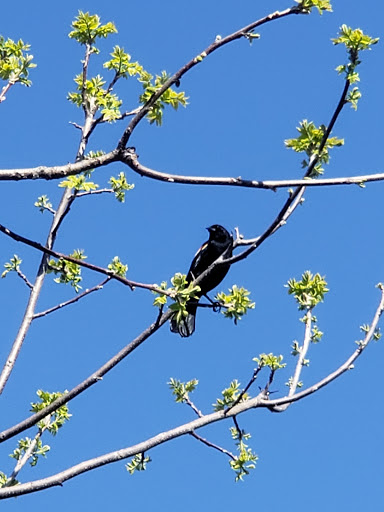 Nature Preserve «Meacham Forest Preserve», reviews and photos, Circle Ave, Bloomingdale, IL 60108, USA