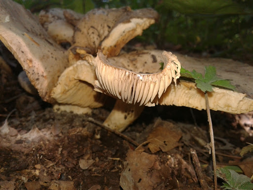 Park «Hocker Park», reviews and photos, Blue Mountain Pkwy, Harrisburg, PA 17112, USA