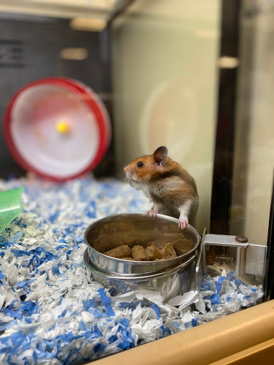 Pet Supply Store «PetSmart», reviews and photos, 1671 E Market St, Harrisonburg, VA 22801, USA