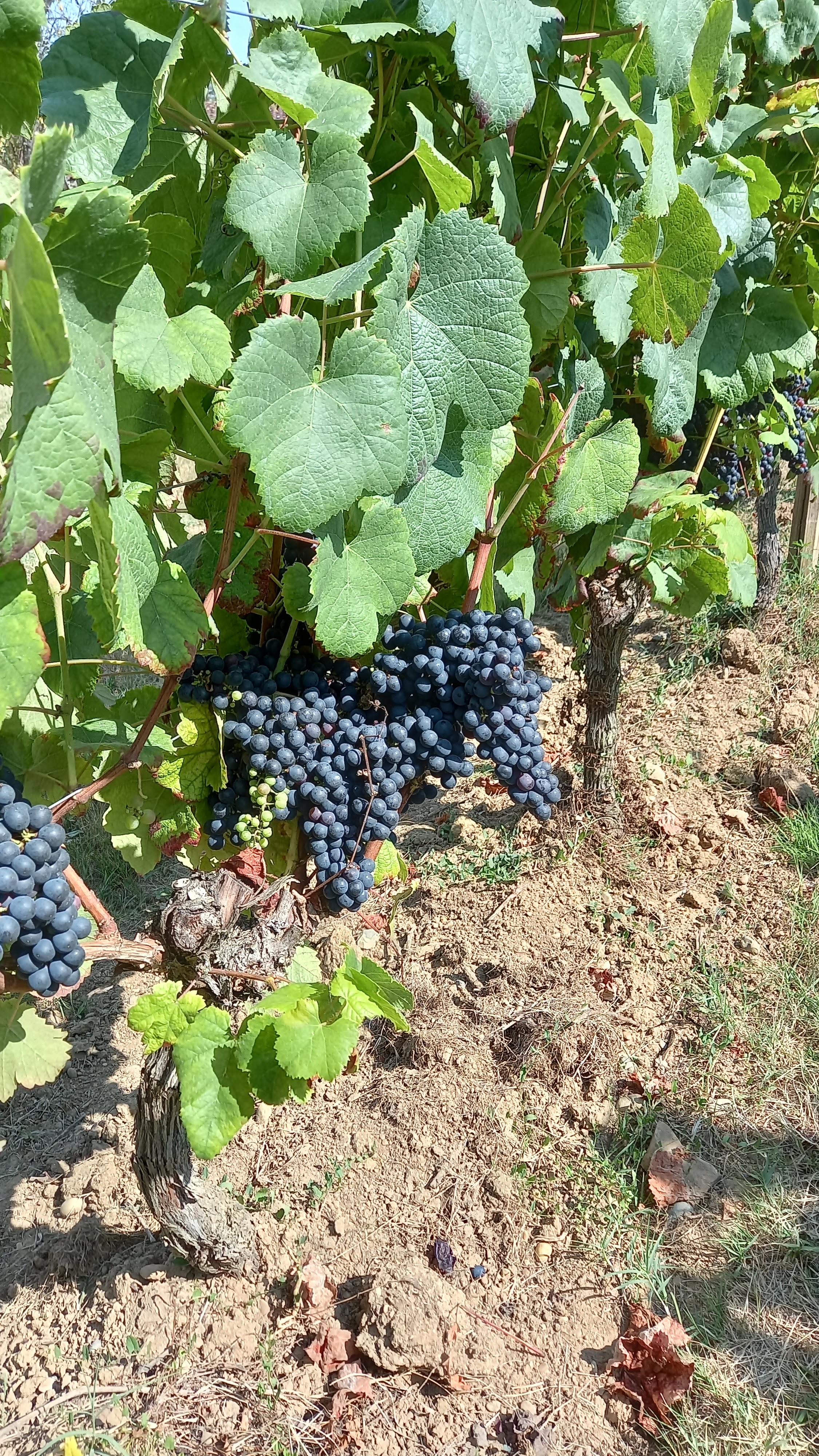 Photo n° 3 de l'avis de Ana.� fait le 27/08/2021 à 12:24