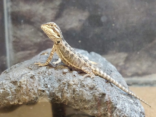 Pet Supply Store «Petco Animal Supplies», reviews and photos, 3320 Stockton Hill Rd, Kingman, AZ 86409, USA