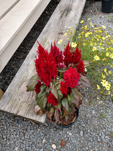 Garden Center «Nalls Produce», reviews and photos, 7310 Beulah St, Alexandria, VA 22315, USA