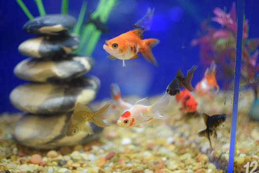 Pet Supply Store «PetSmart», reviews and photos, 889 NE 25th Ave, Hillsboro, OR 97124, USA