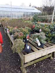 Forest View Nursery