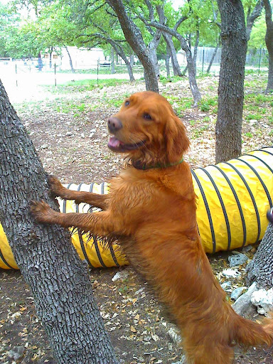 Kennel «Pet Galaxy», reviews and photos, 13060 US-281, Spring Branch, TX 78070, USA