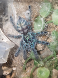 Anything For A Bug LLC Pet Shop - Photo 2 - Car repair in Oklahoma City, OK, Oklahoma City