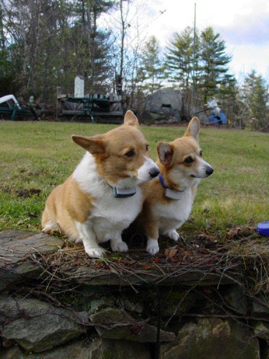 HIDDEN FENCE SYSTEMS INC. Largest dog containment company in Mississippi! Only one left made in USA!