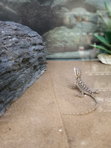 Pet Supply Store «Petco Animal Supplies», reviews and photos, 420 El Cerrito Plaza, El Cerrito, CA 94530, USA