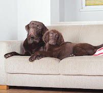 Valley Carpet Care Sacramento - Photo 5 - Car repair in Sacramento, CA, Sacramento