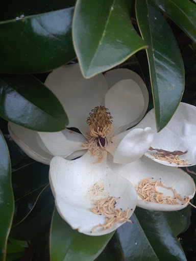 Live Music Venue «House of Blues Myrtle Beach», reviews and photos, 4640 Hwy 17 S, North Myrtle Beach, SC 29582, USA