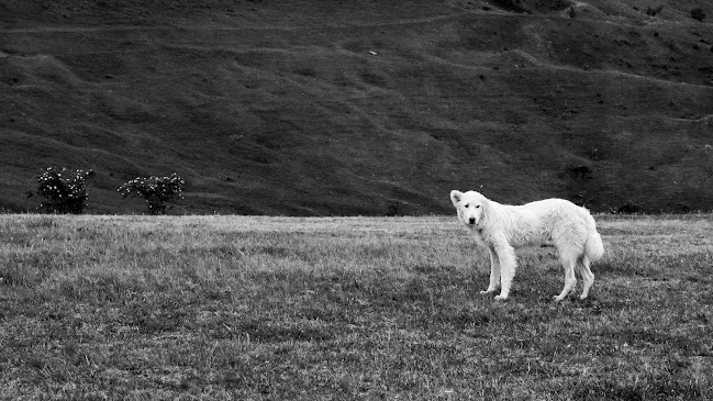 Herendy Adrienn fotográfus