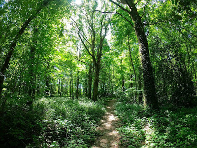 Bois de la Motte à Le Rheu