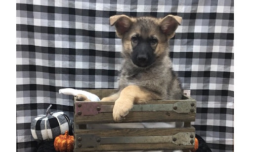 Pet Store «Happiness Is Pets Vi», reviews and photos, 616 E Roosevelt Rd, Lombard, IL 60148, USA