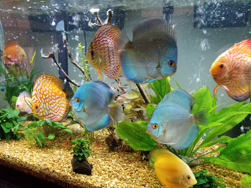 Pet Store «Pet Cove», reviews and photos, 820 E Center St, Kingsport, TN 37660, USA