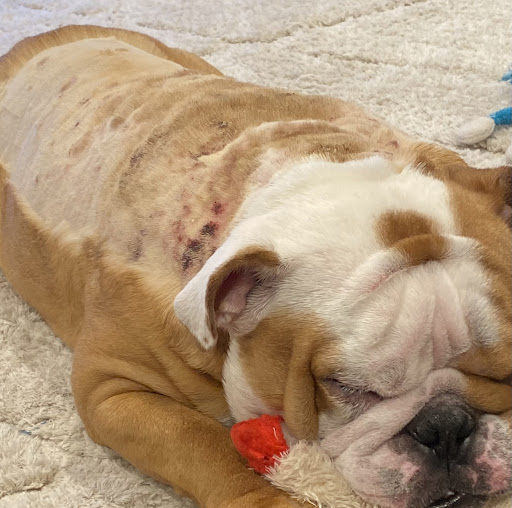 Pet Supply Store «PetSmart», reviews and photos, 39410 Argonaut Way, Fremont, CA 94538, USA