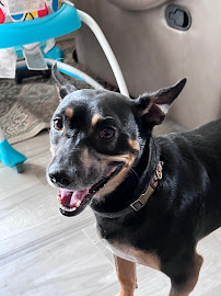 Dog Galore Academy LLC - Photo 8 - Car repair in , Durham