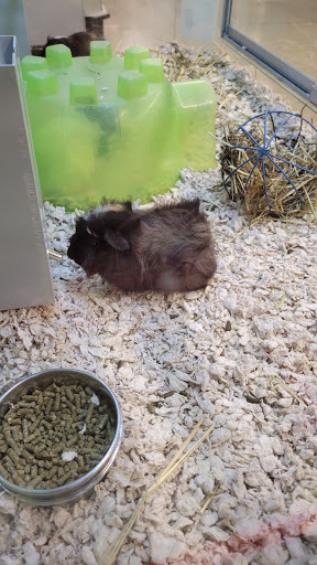 Pet Store «PetSmart», reviews and photos, 1580 Gateway Blvd, Fairfield, CA 94533, USA