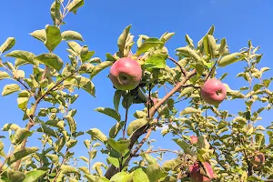 Downey's Apple Farm image