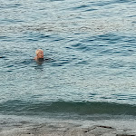 Photo n°2 de l'avis de Roberto.e fait le 09/09/2023 à 17:28 sur le  Ristorante Bella Vista à Arona