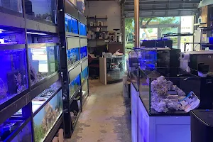 Aquarium shop image