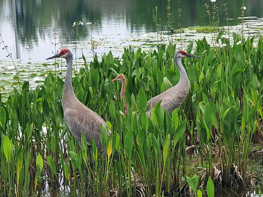 Golf Course «North Shore Golf Club», reviews and photos, 11507 N Shore Golf Club Blvd, Orlando, FL 32832, USA