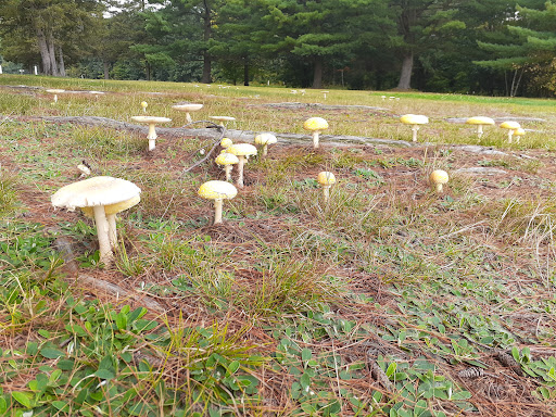 Drive-in Movie Theater «Circle Drive-In Theatre​», reviews and photos, 1911 Scranton Carbondale Hwy, Scranton, PA 18508, USA