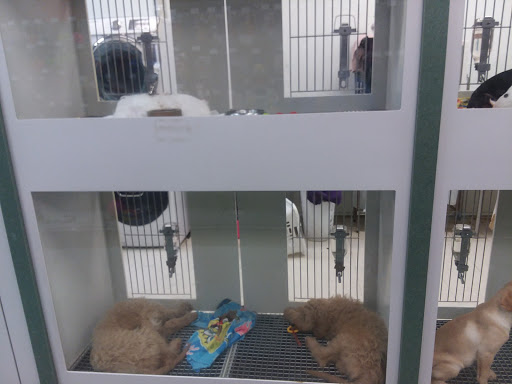 Pet Store «Petland», reviews and photos, 2123 Old Hudson Rd, St Paul, MN 55119, USA