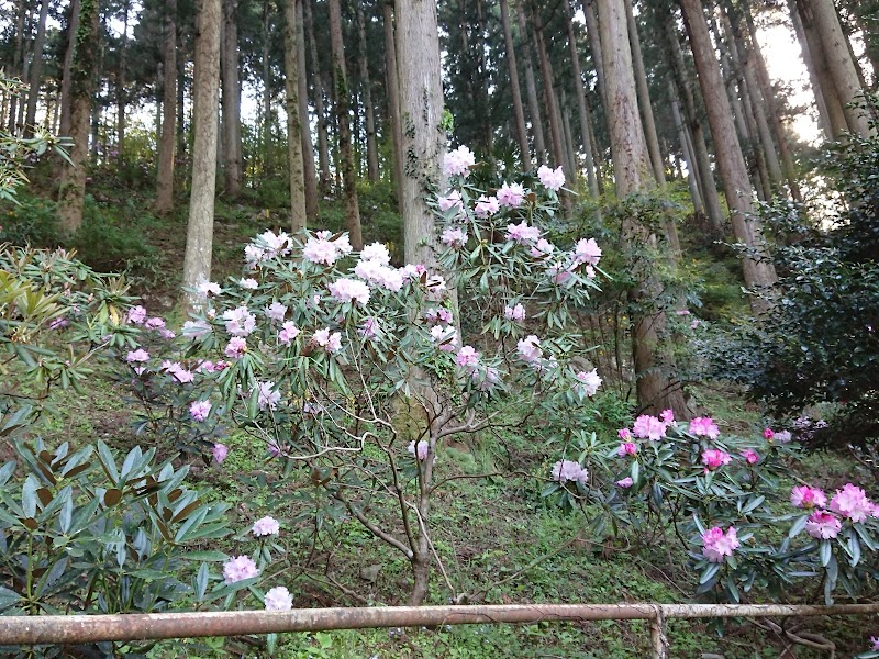 丸山公園（しゃくなげ谷）