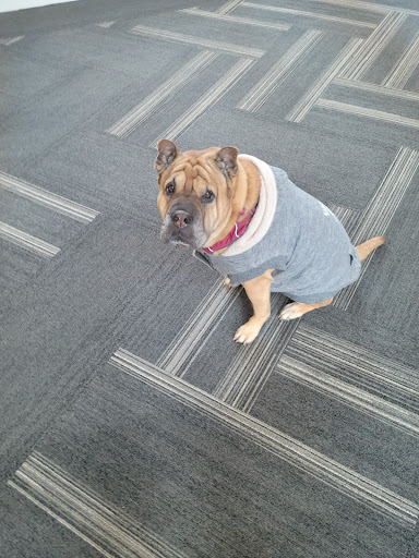 Pet Supply Store «Pet Evolution - Pet Food | Dog Wash | Grooming», reviews and photos, 429 Commerce Dr, Woodbury, MN 55125, USA