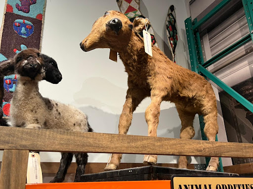 Museum «SKELETONS: Museum Of Osteology», reviews and photos, 8441 International Dr Suite 250, Orlando, FL 32819, USA