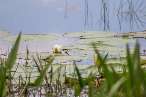 Park «Red Bug Lake Park», reviews and photos, 3600 Red Bug Lake Rd, Casselberry, FL 32707, USA